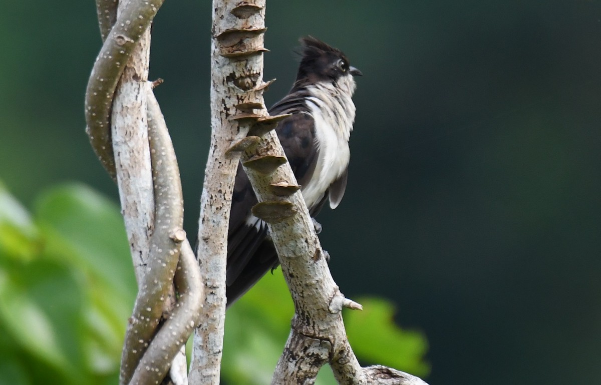 Pied Cuckoo - ML643486584