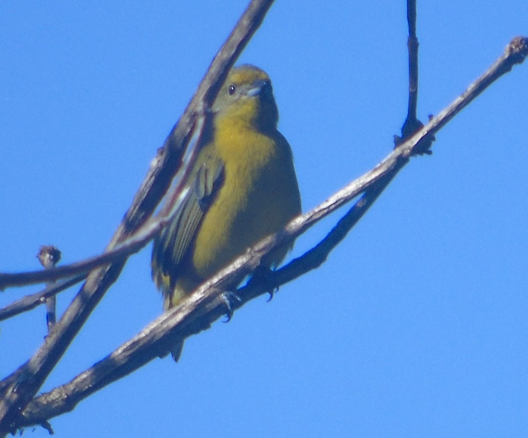 Violaceous Euphonia - ML643486607