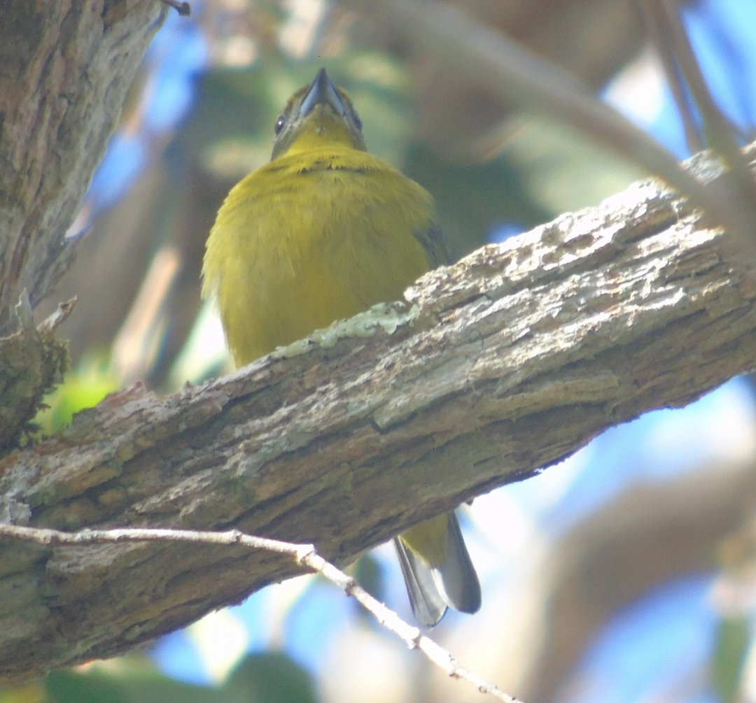 Violaceous Euphonia - ML643486608