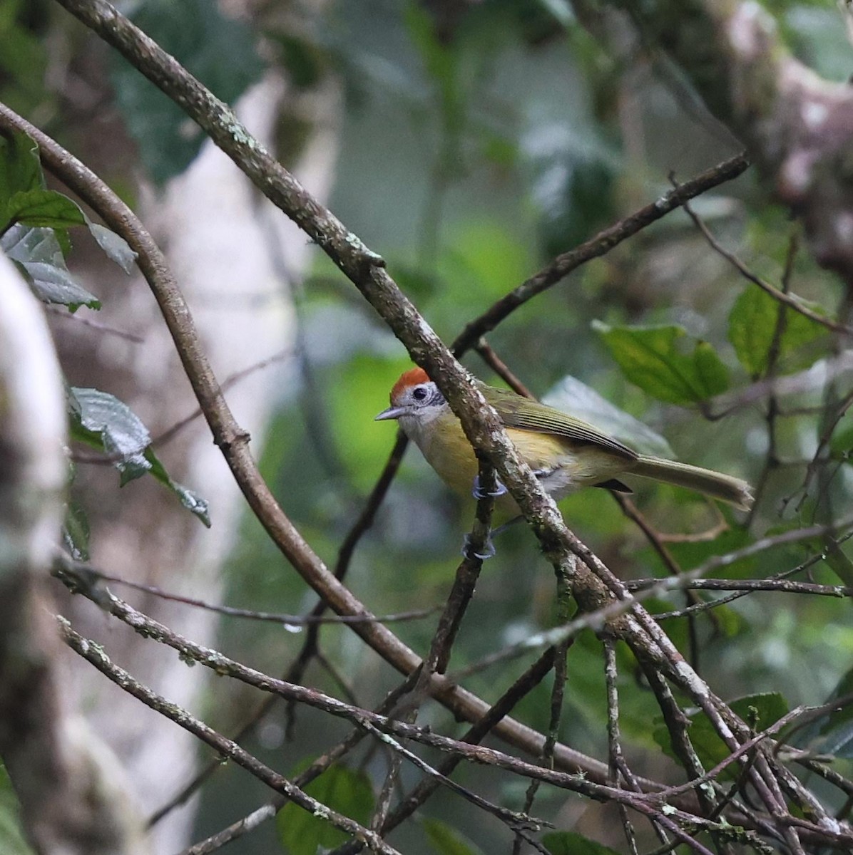 Rufous-crowned Greenlet - ML643486633