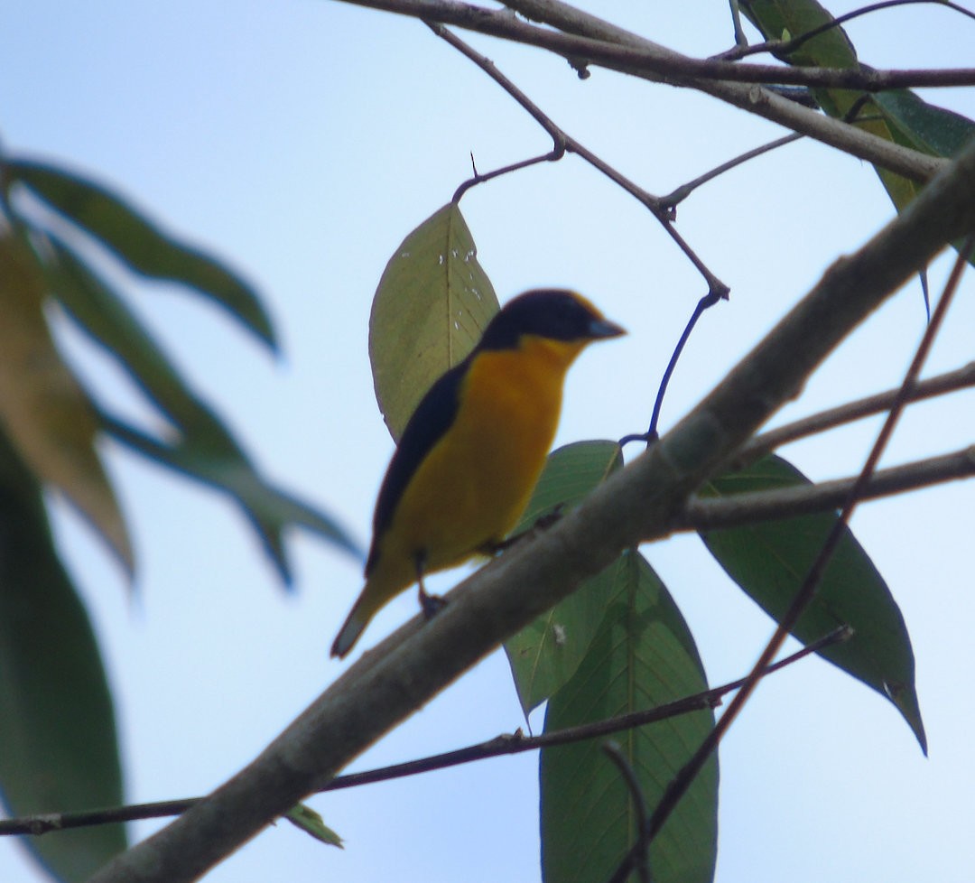 Violaceous Euphonia - ML643486647
