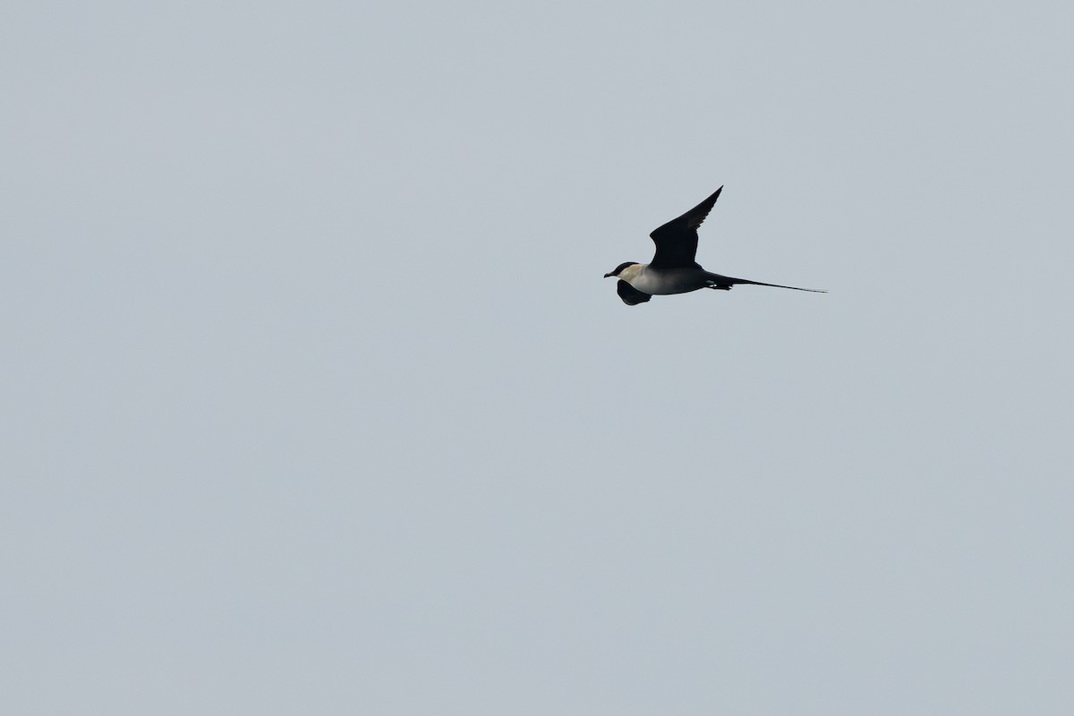 Long-tailed Jaeger - ML643486650