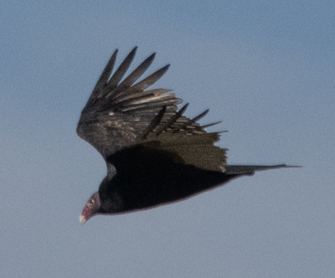 Turkey Vulture - ML643486653