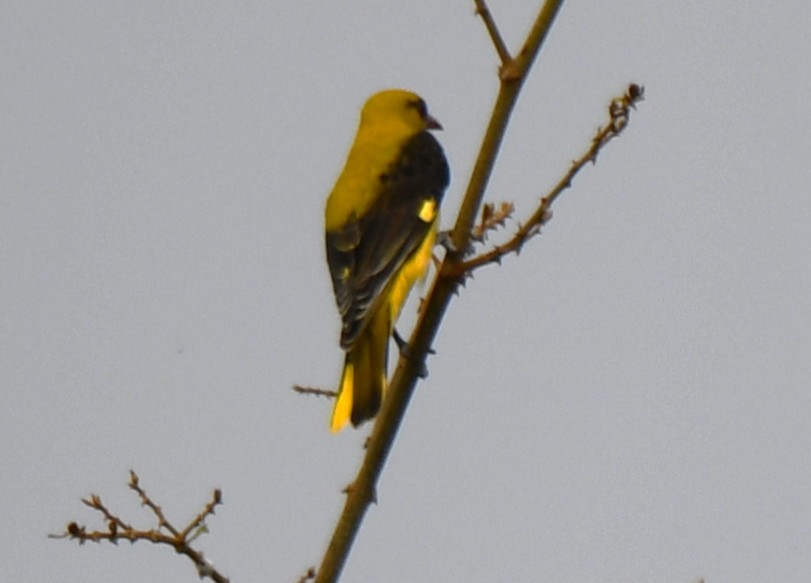 Indian Golden Oriole - ML643486661
