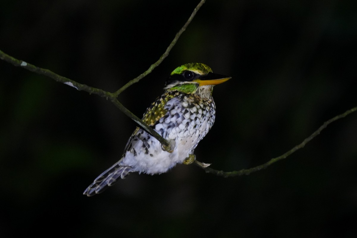 シロボシショウビン - ML643486663