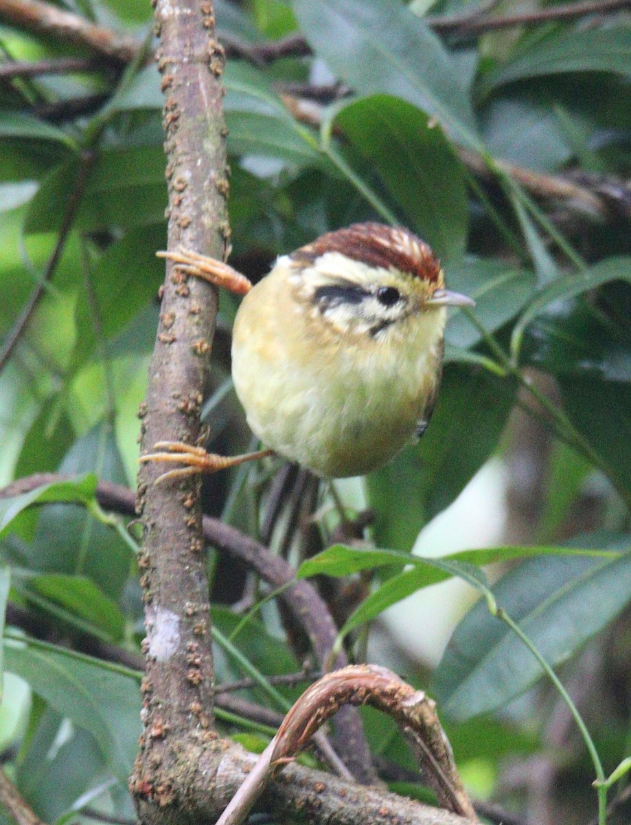 Rufous-winged Fulvetta - ML643486668