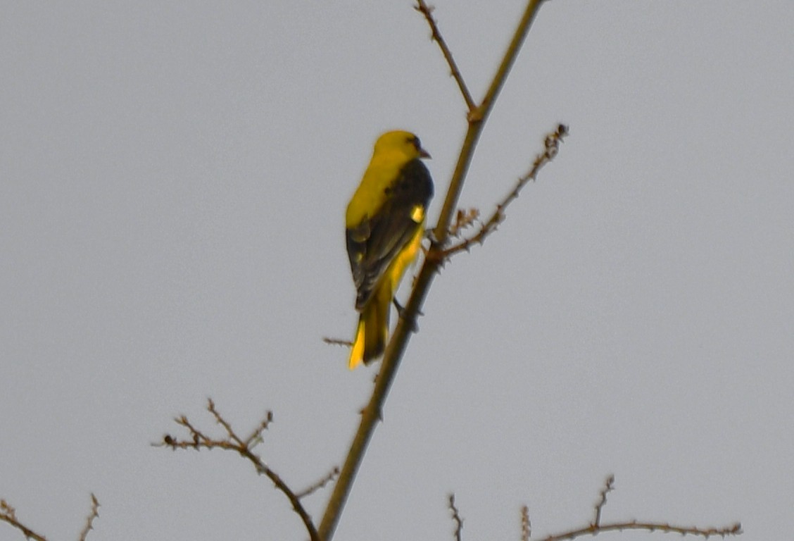 Indian Golden Oriole - ML643486674