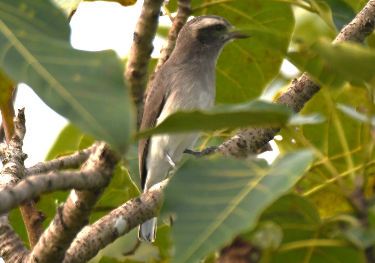 Common Woodshrike - ML643486682