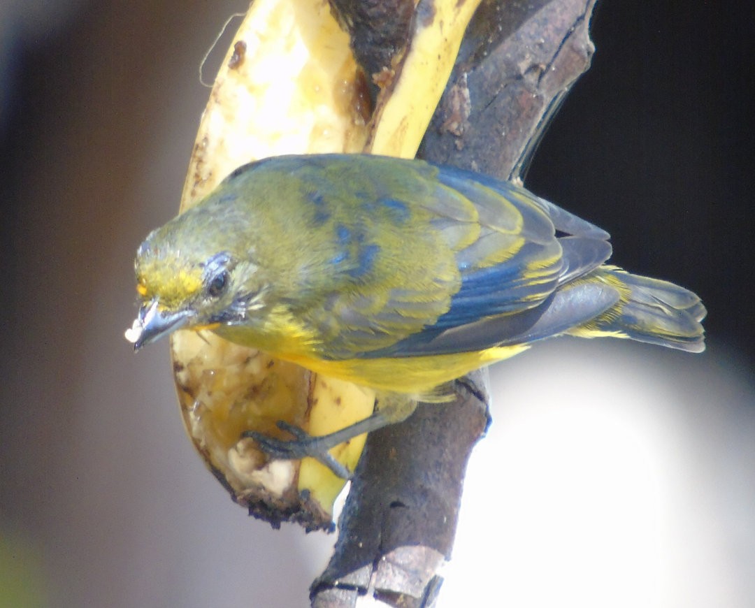 Violaceous Euphonia - ML643486689