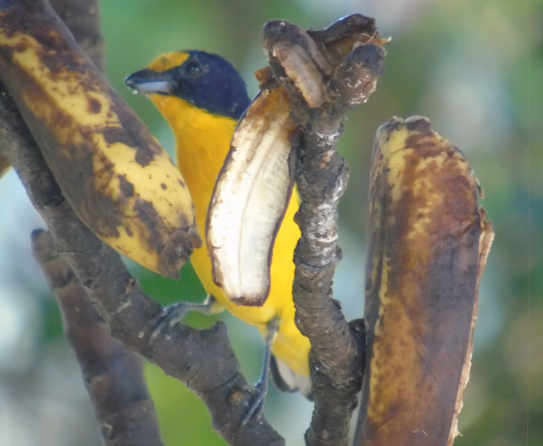 Violaceous Euphonia - ML643486690