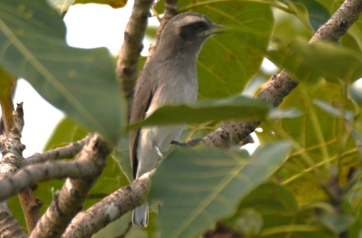 Common Woodshrike - ML643486693