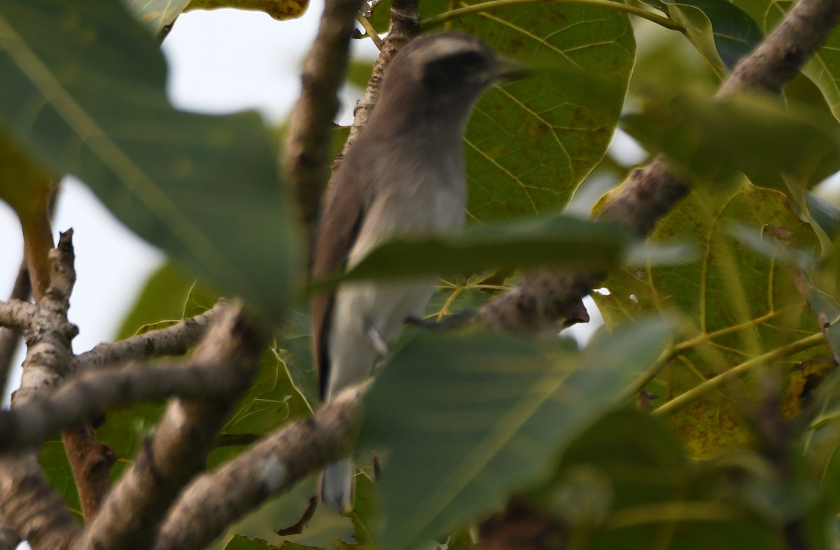 Common Woodshrike - ML643486705