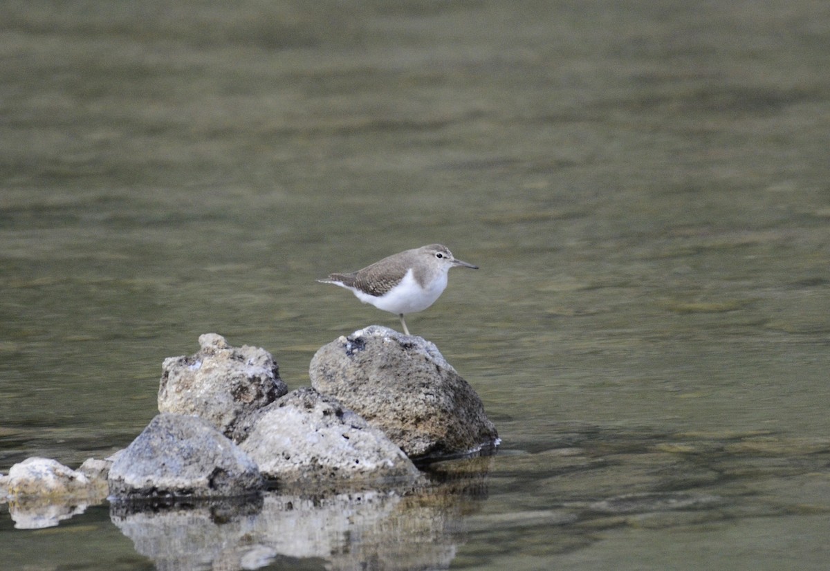 Common Sandpiper - ML643486715