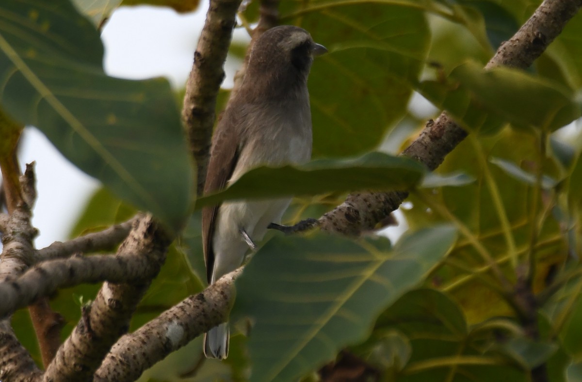 Common Woodshrike - ML643486717