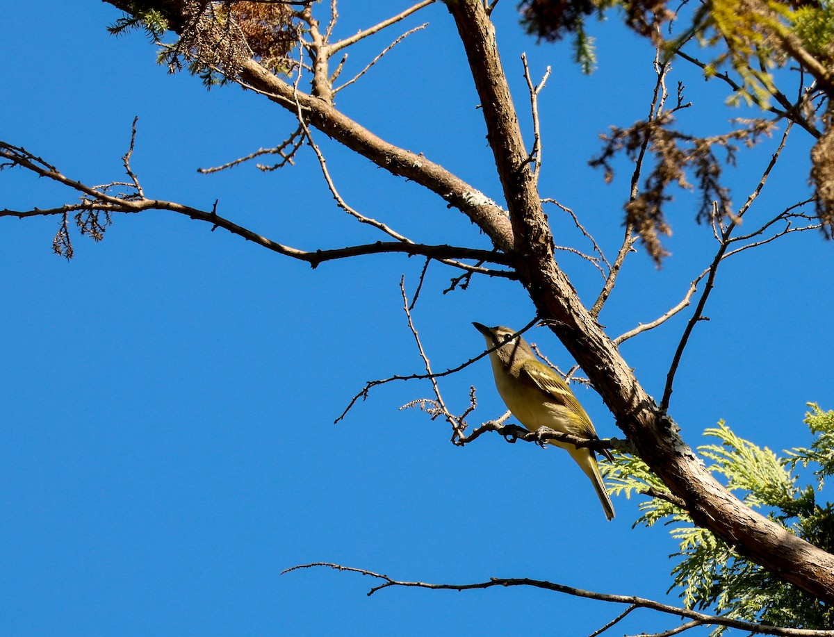 Blue-headed Vireo - ML643486718