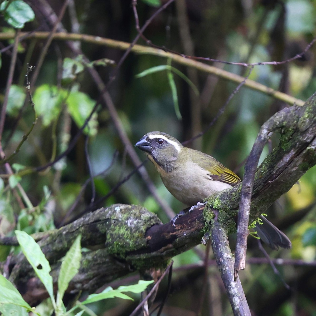 Thick-billed Saltator - ML643486732