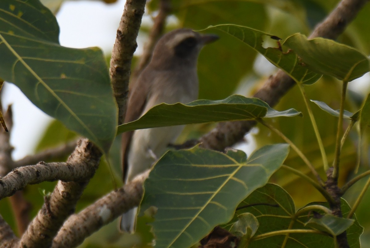 Common Woodshrike - ML643486736