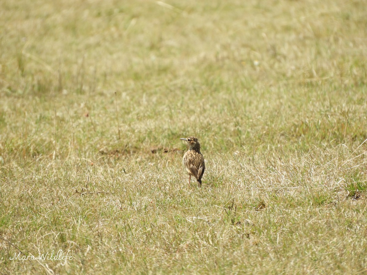Spike-heeled Lark - ML643486738