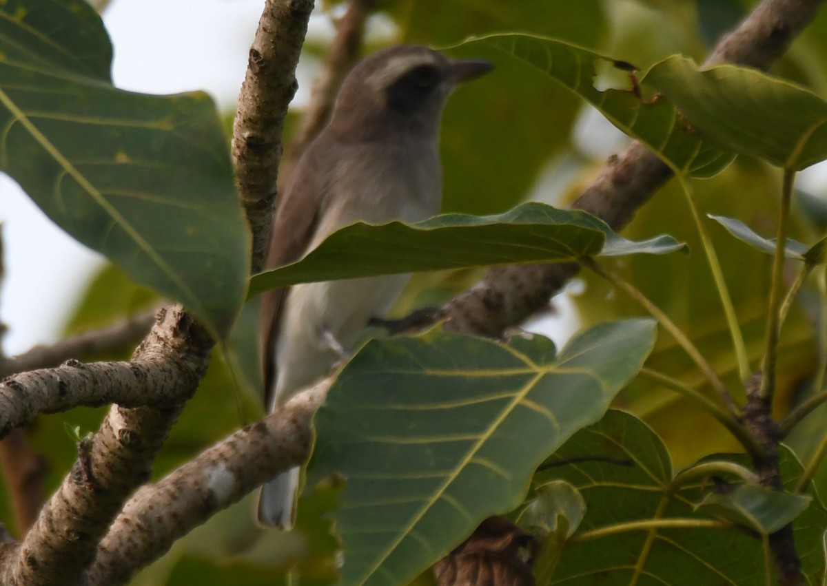 Common Woodshrike - ML643486746