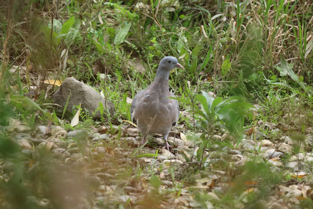 Common Wood-Pigeon - ML643486754