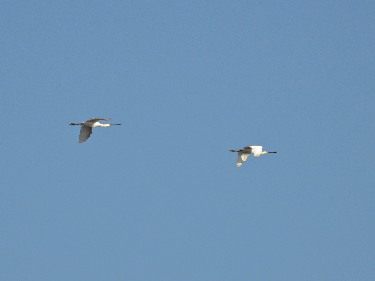 Eurasian Spoonbill - ML643486755