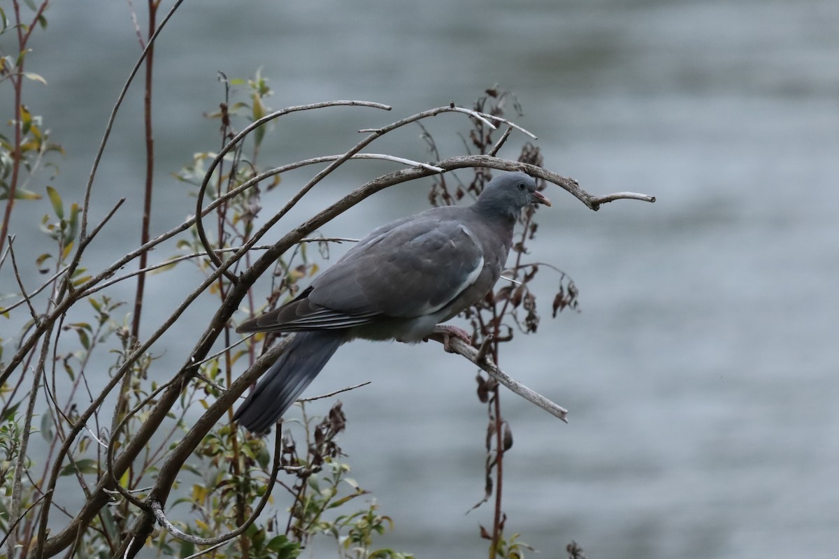 Common Wood-Pigeon - ML643486756