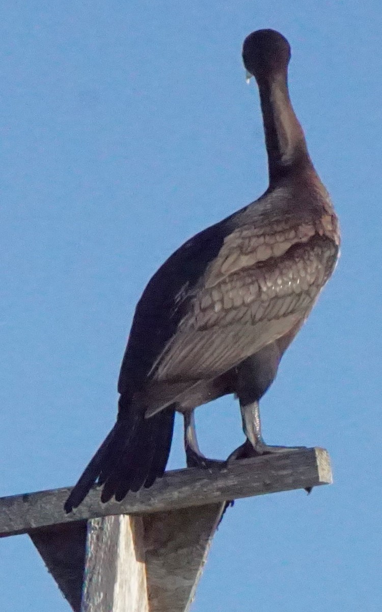 Double-crested Cormorant - ML643486757