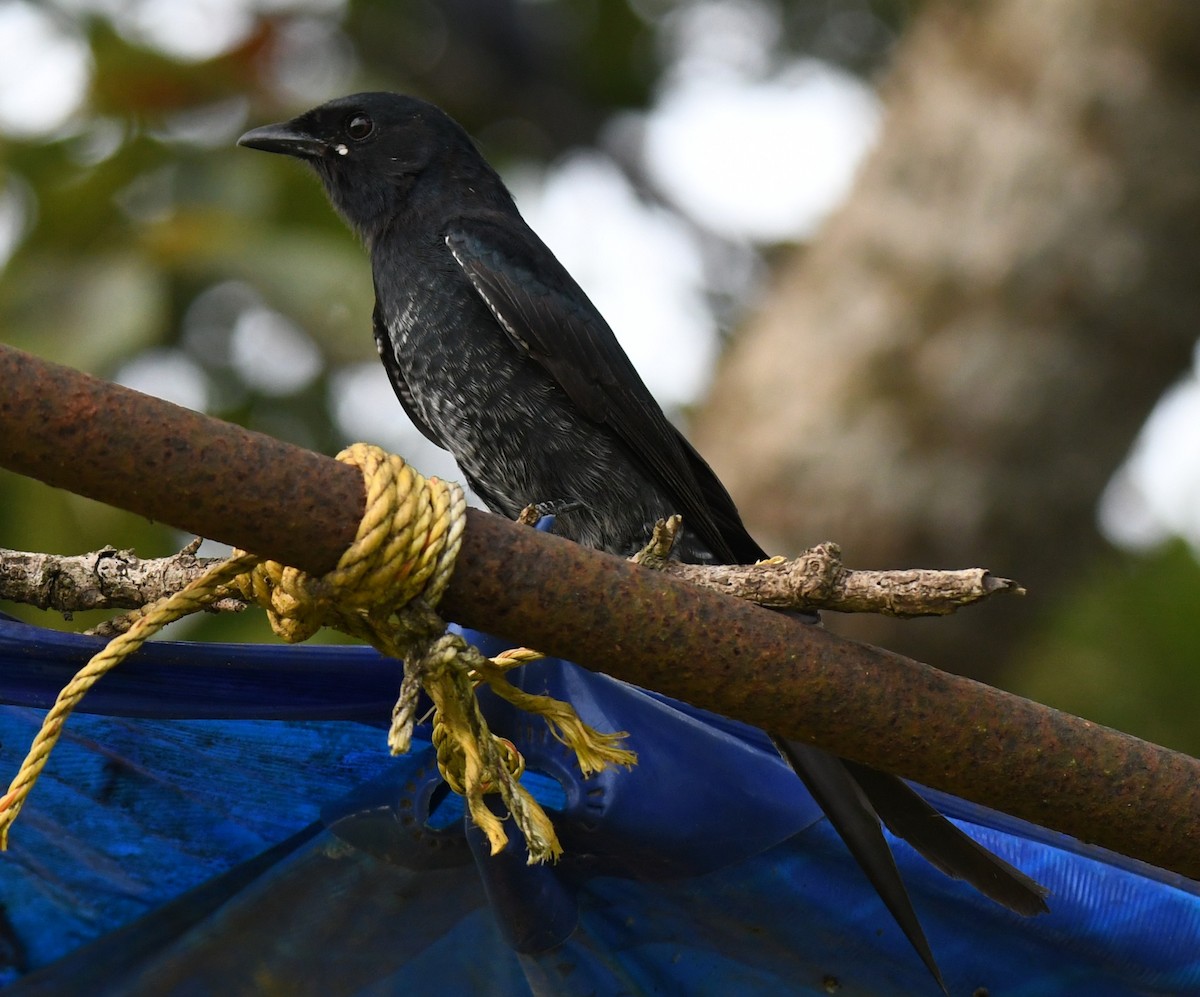 Black Drongo - ML643486759