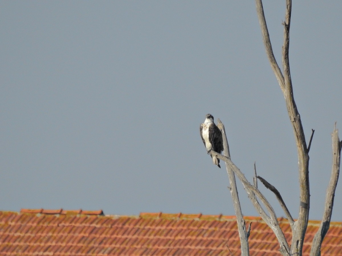 Osprey - ML643486760
