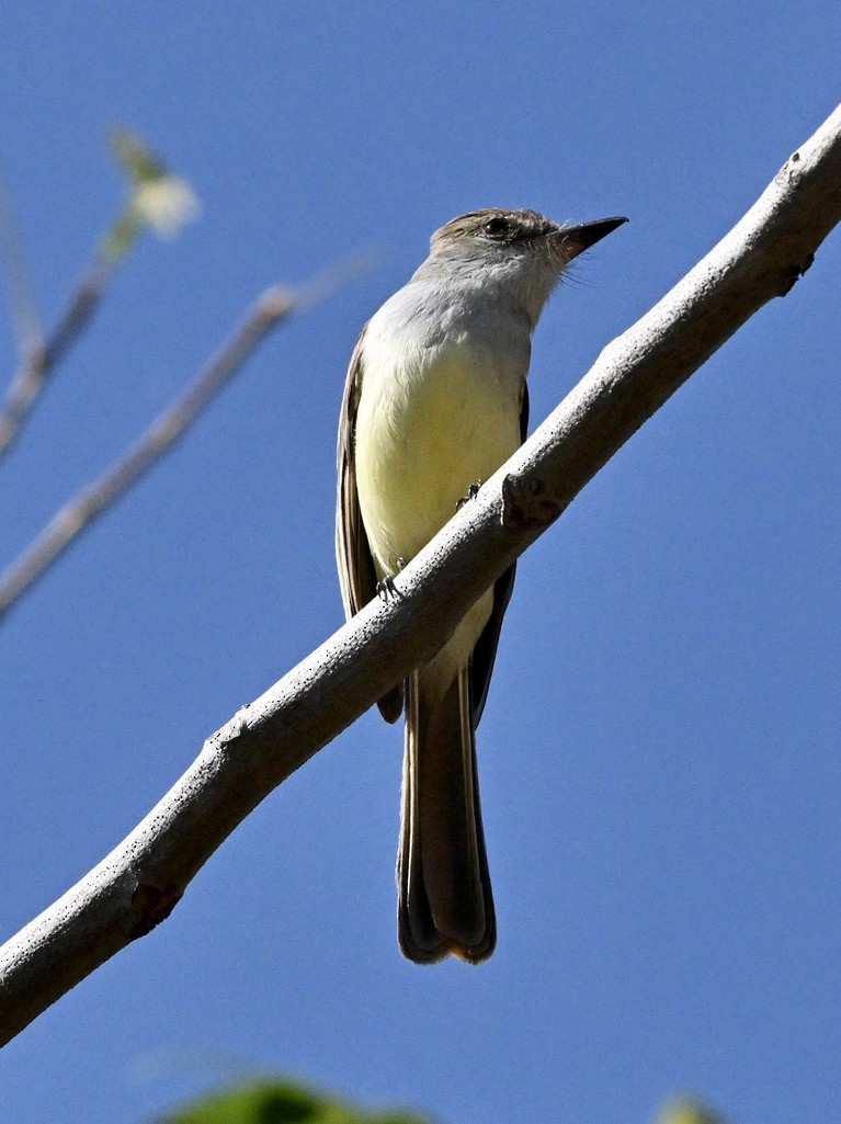 Brown-crested Flycatcher - ML643486761