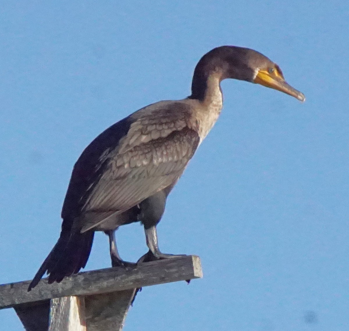Double-crested Cormorant - ML643486762