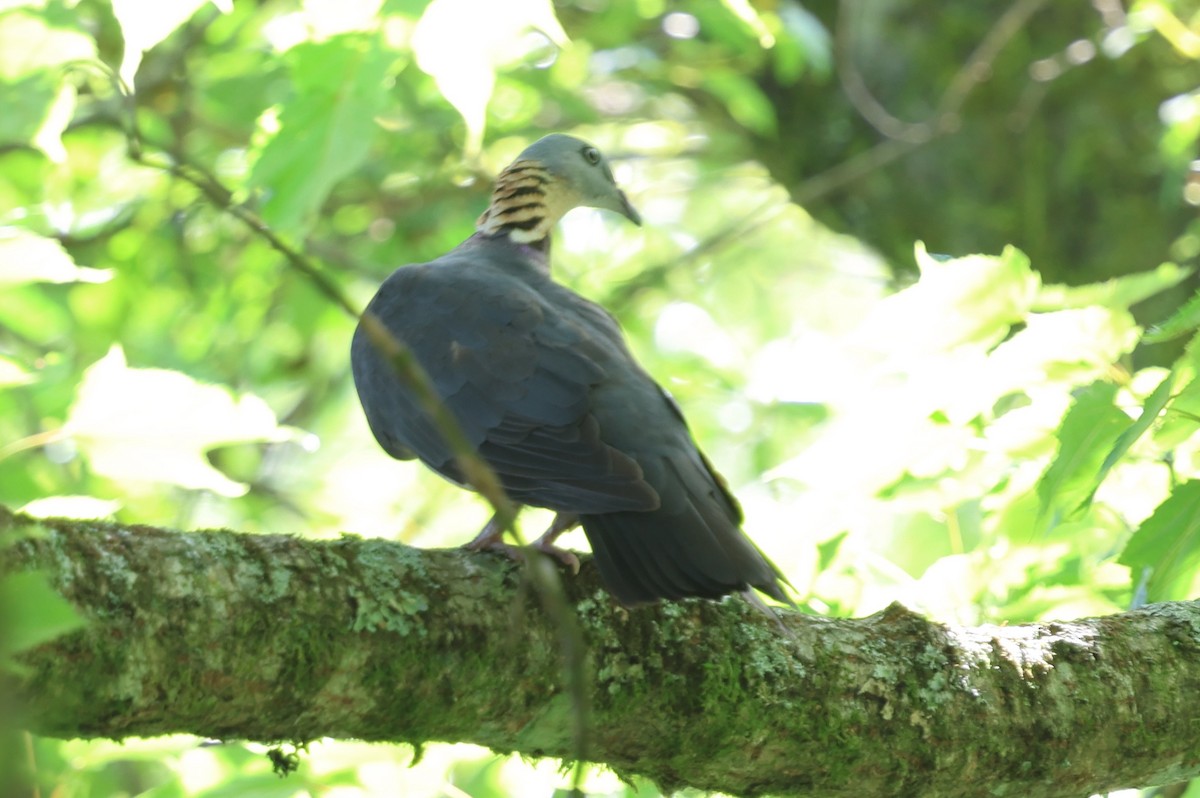 Ashy Wood-Pigeon - ML643486763