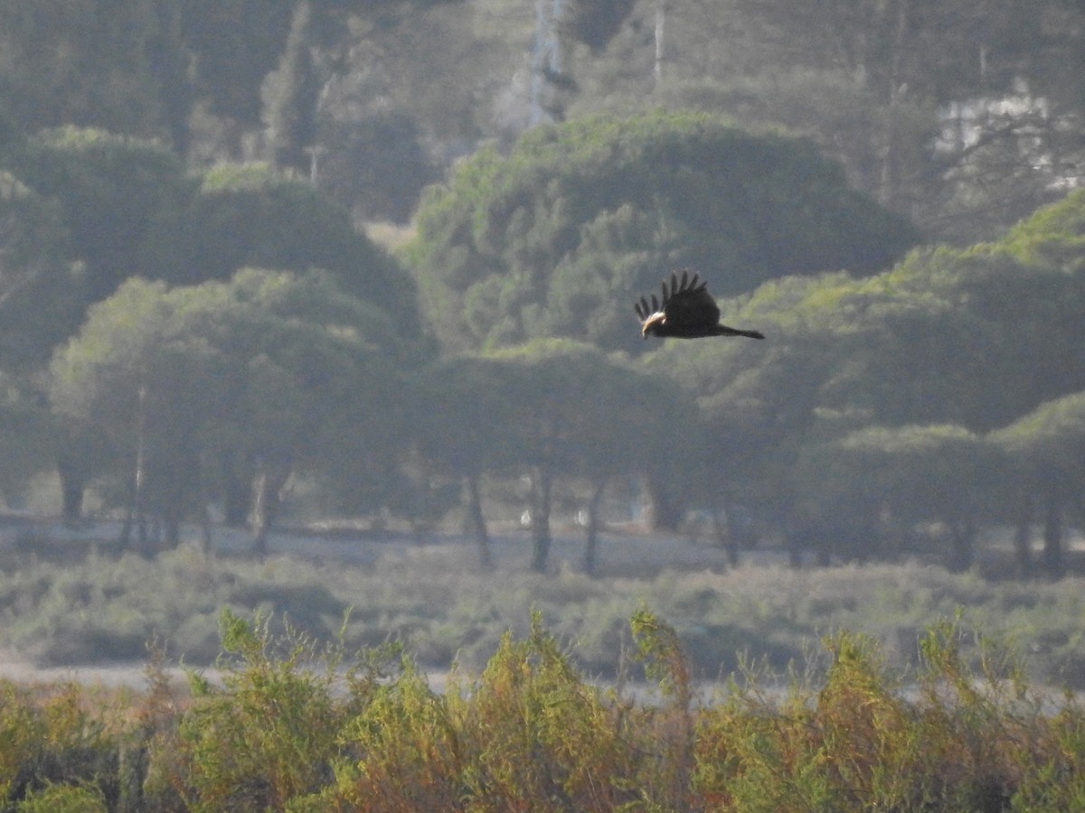 Western Marsh Harrier - ML643486764