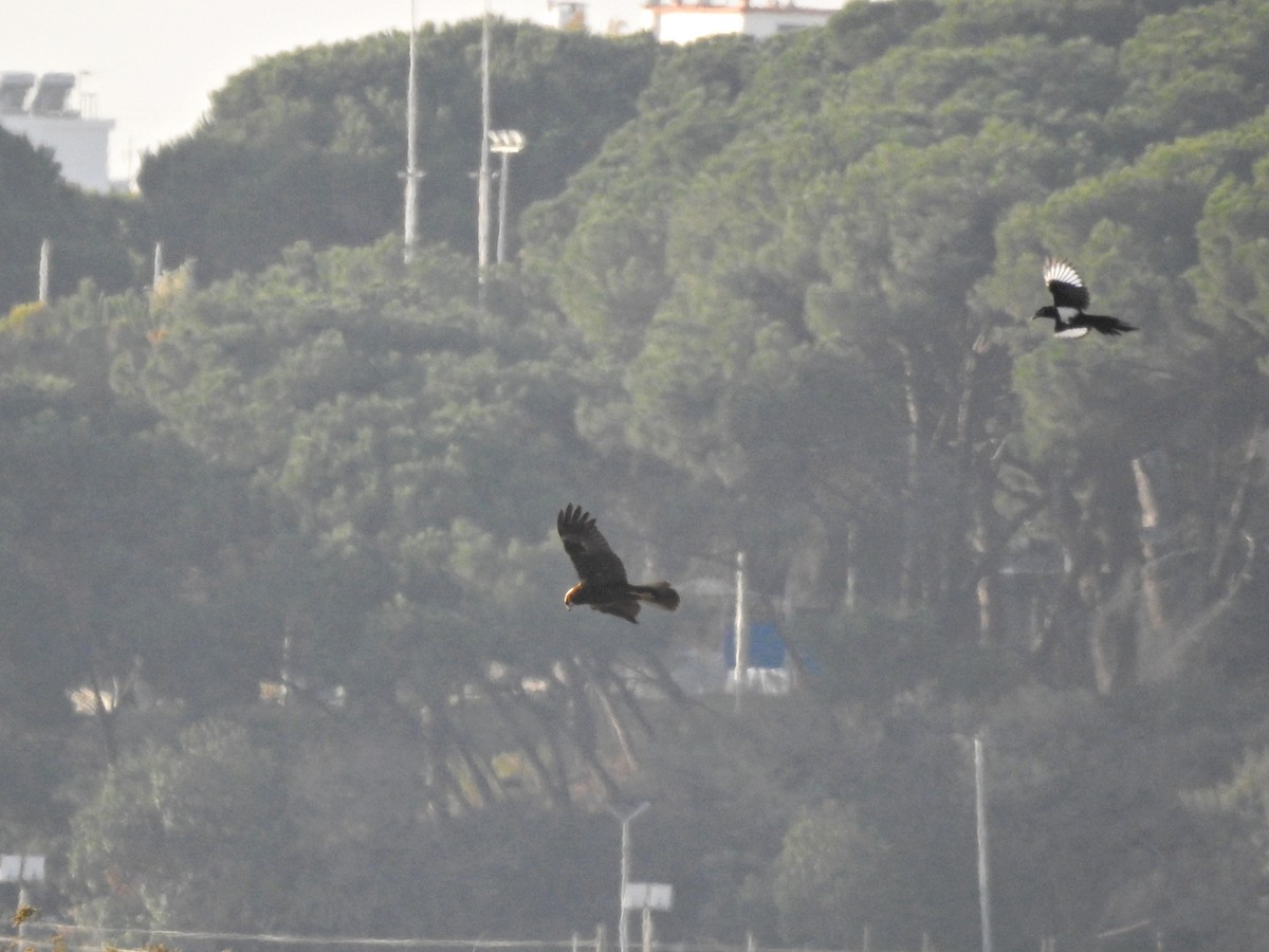 Western Marsh Harrier - ML643486765