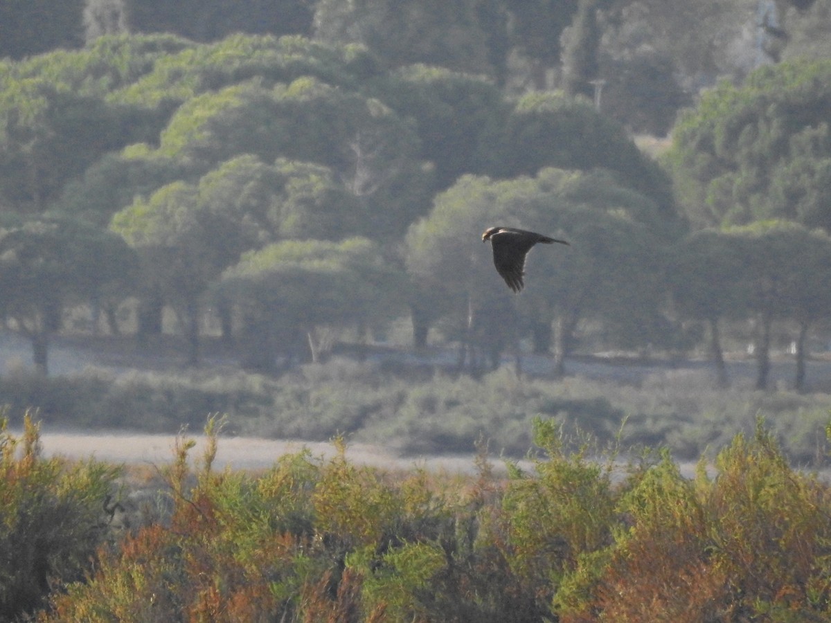 Western Marsh Harrier - ML643486766