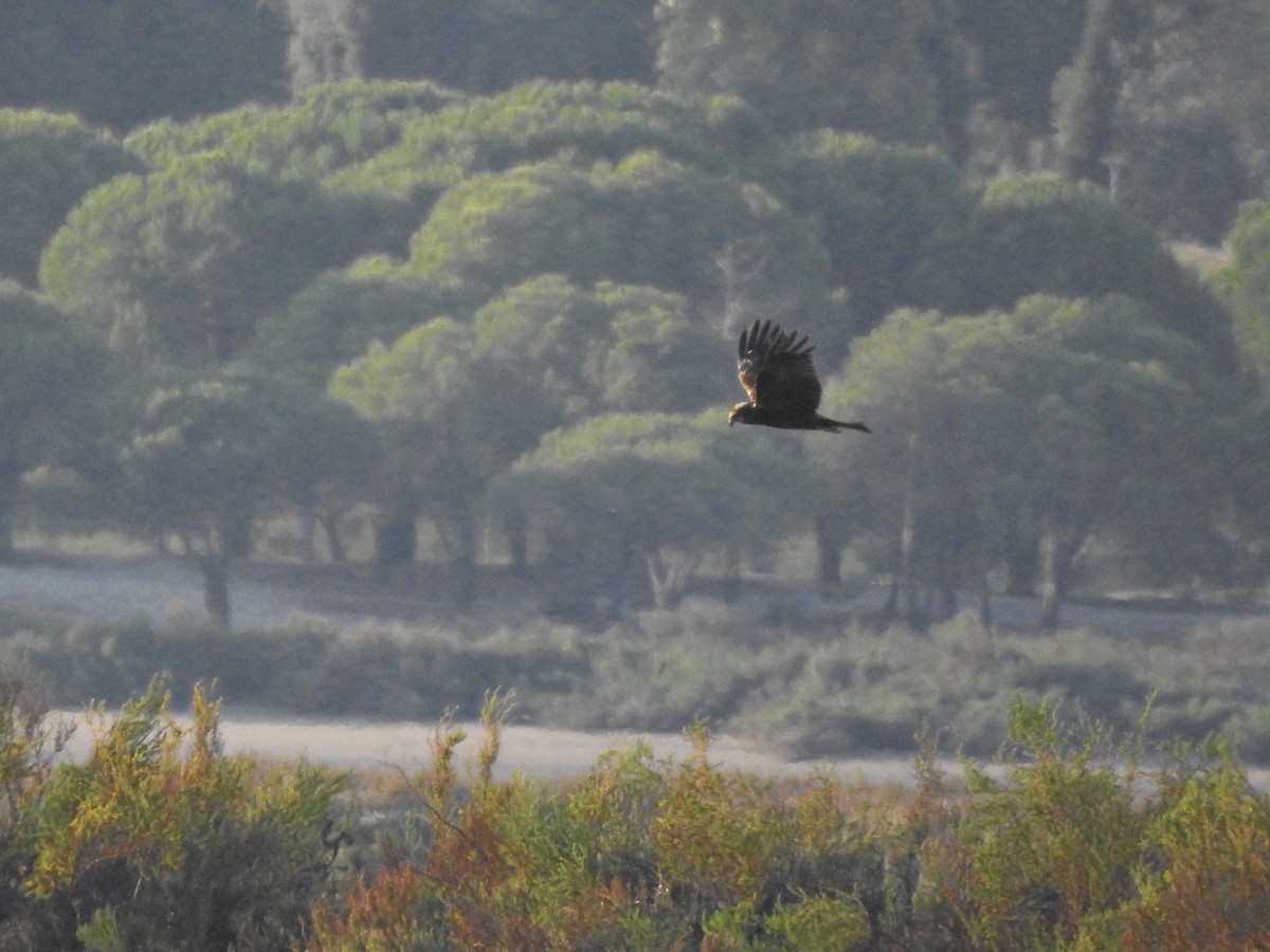 Western Marsh Harrier - ML643486767