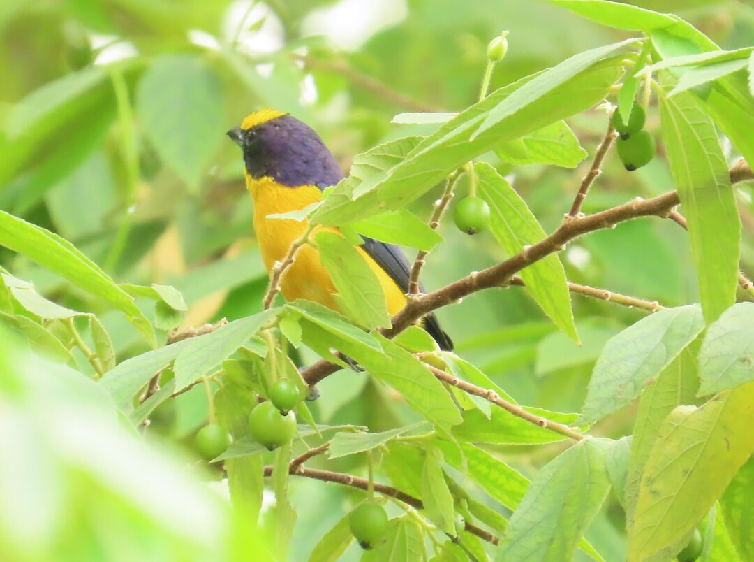 Thick-billed Euphonia - ML643486768