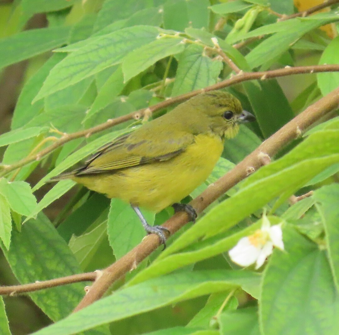 Thick-billed Euphonia - ML643486769