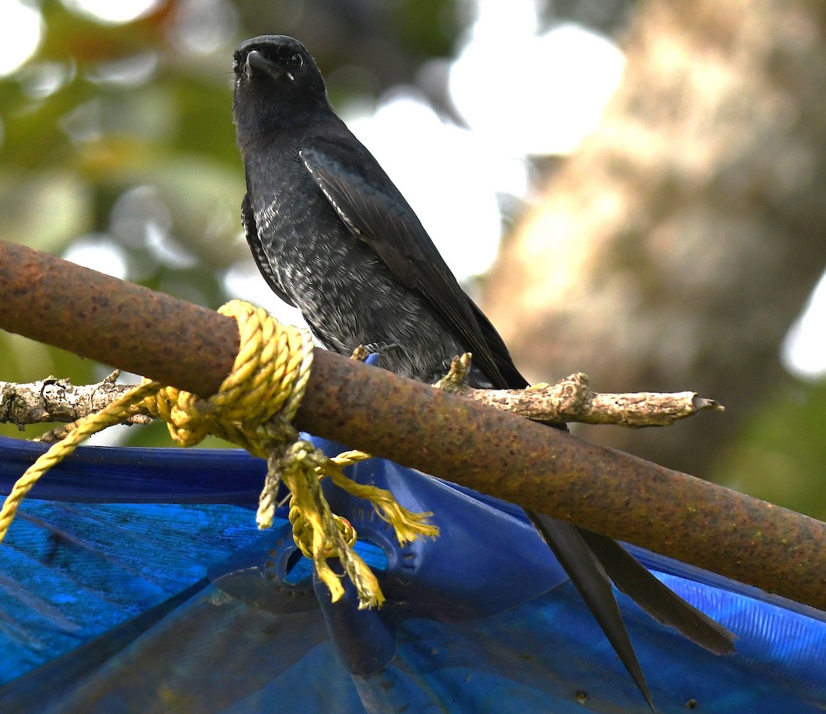 Black Drongo - ML643486770