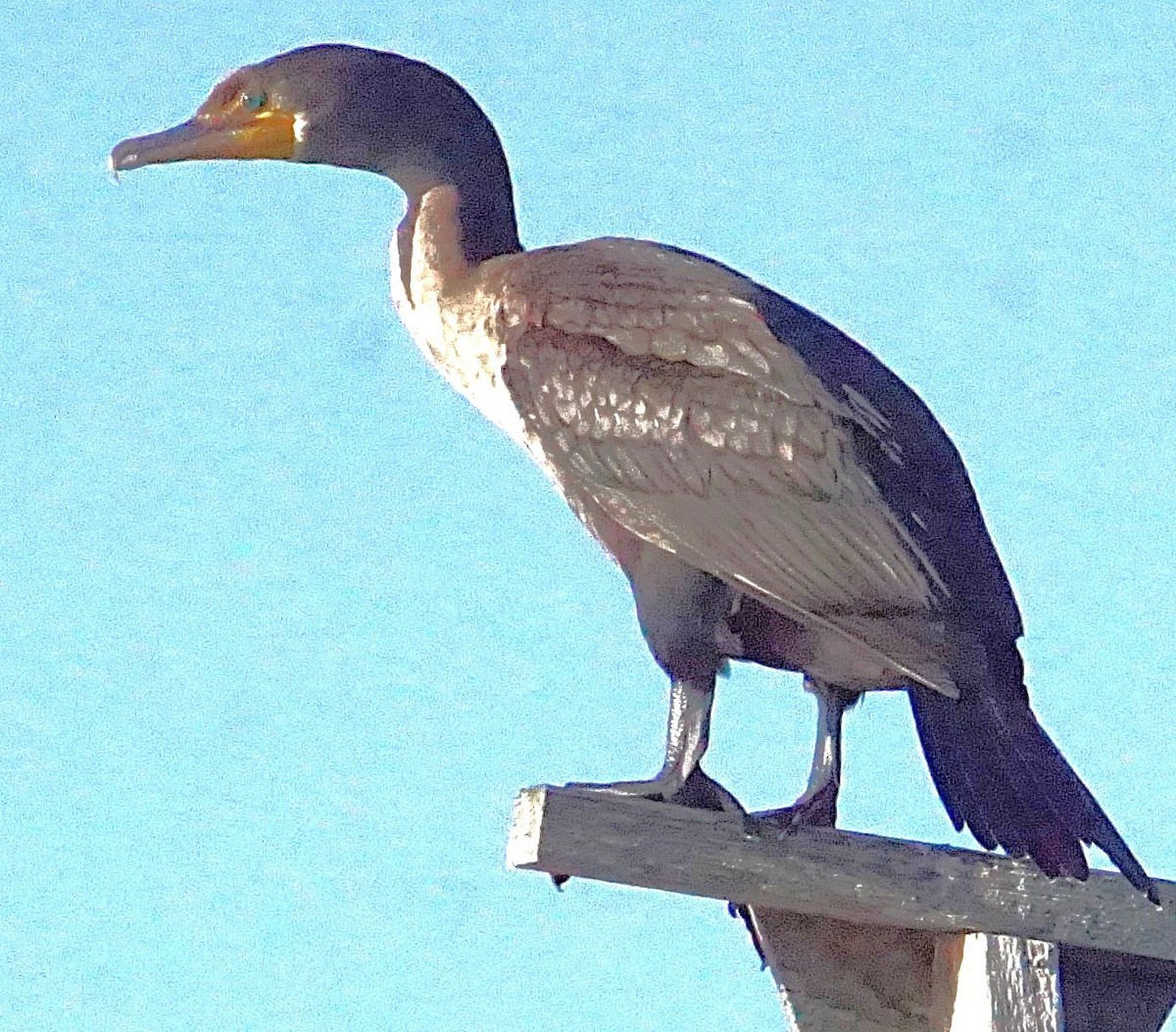 Double-crested Cormorant - ML643486772