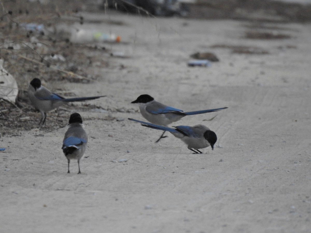 Iberian Magpie - ML643486774
