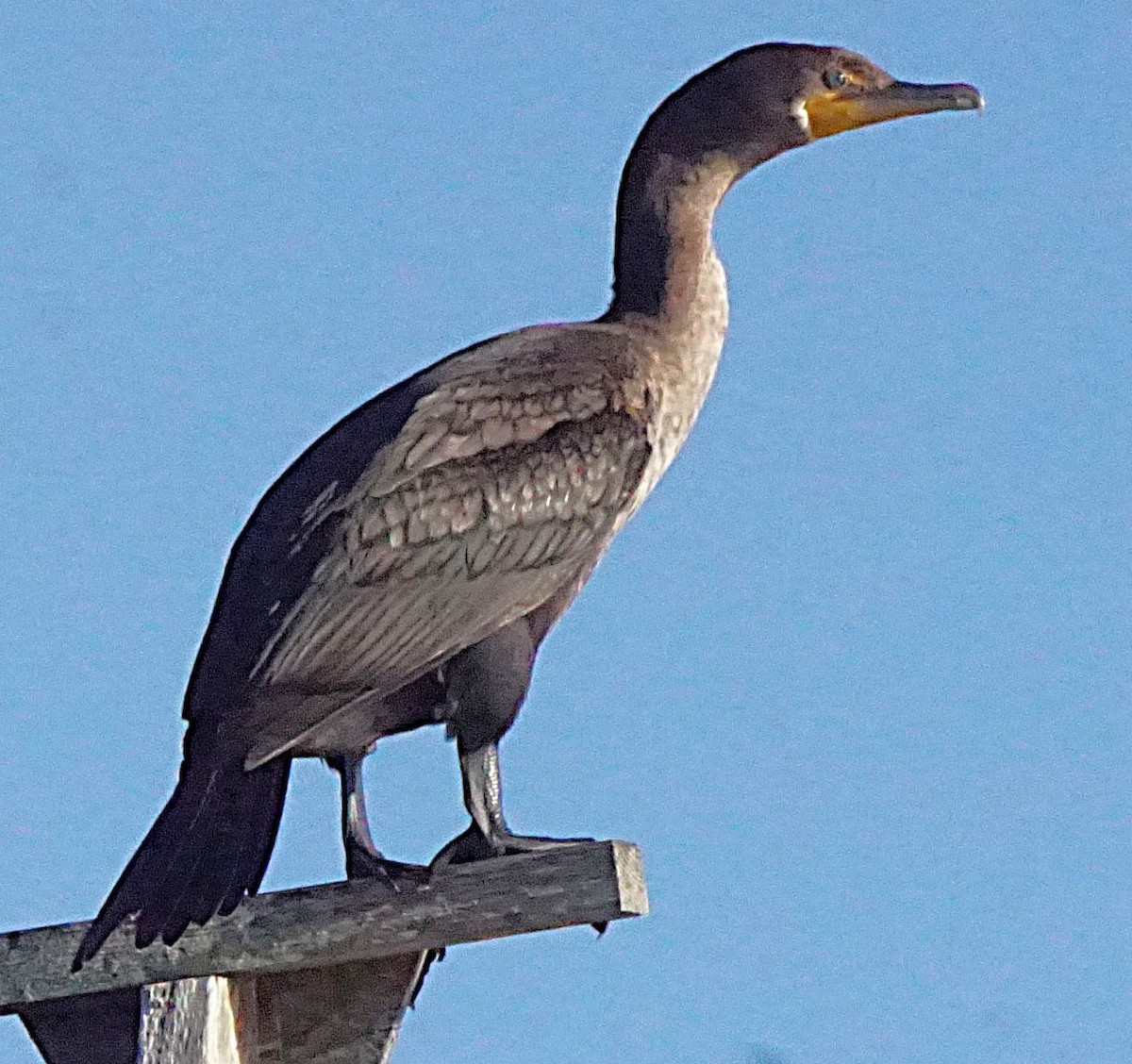 Double-crested Cormorant - ML643486776