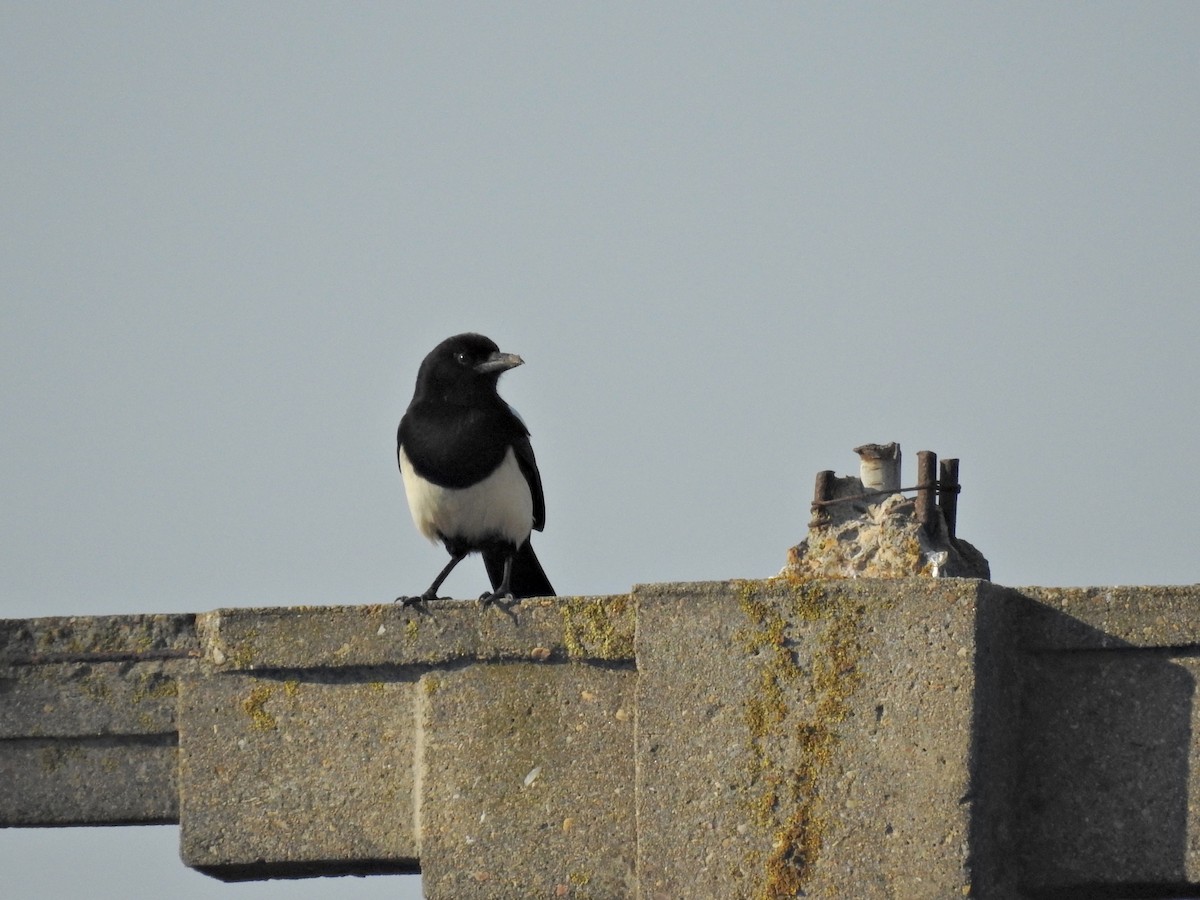 Eurasian Magpie - ML643486777