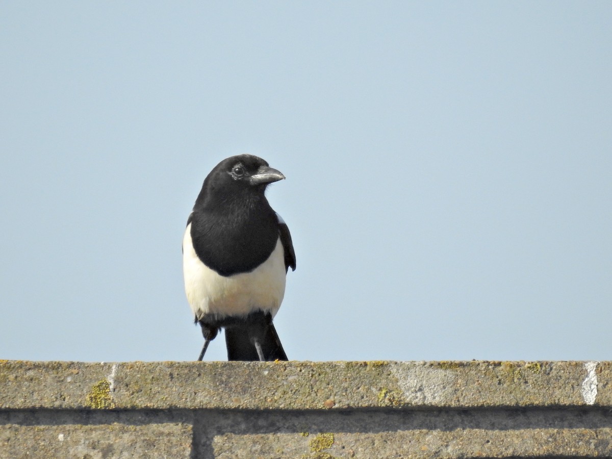 Eurasian Magpie - ML643486778
