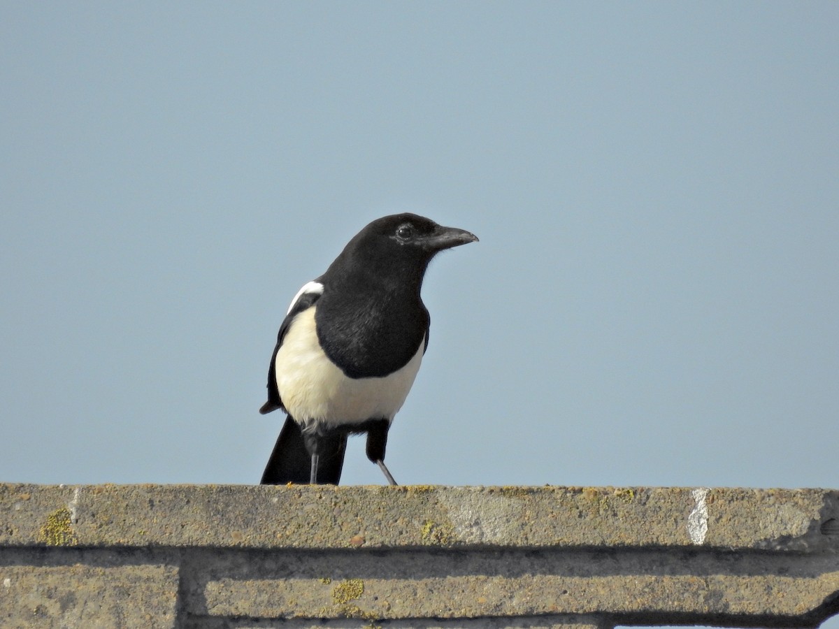 Eurasian Magpie - ML643486779