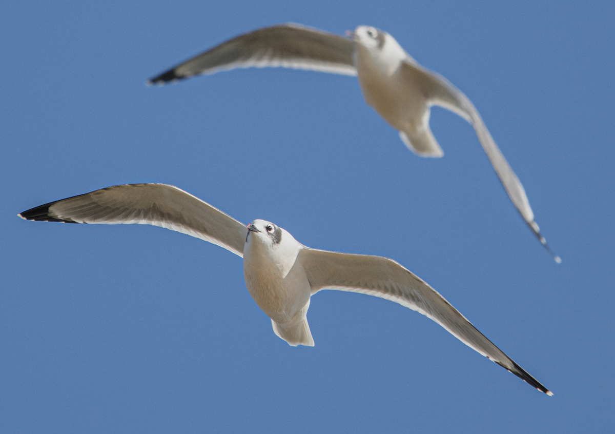 Franklin's Gull - ML643486780