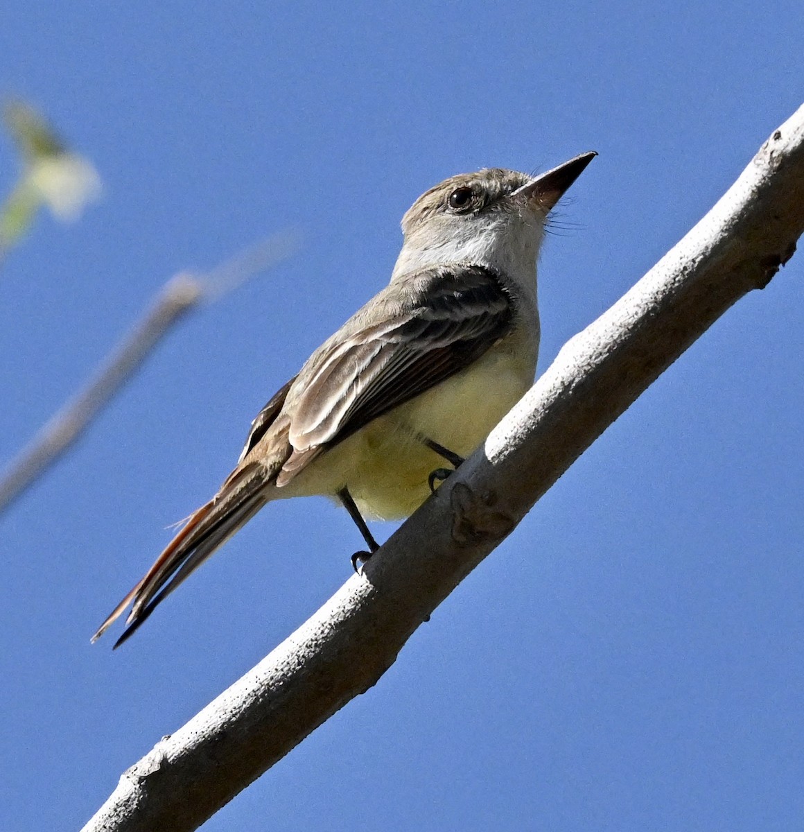 Brown-crested Flycatcher - ML643486781