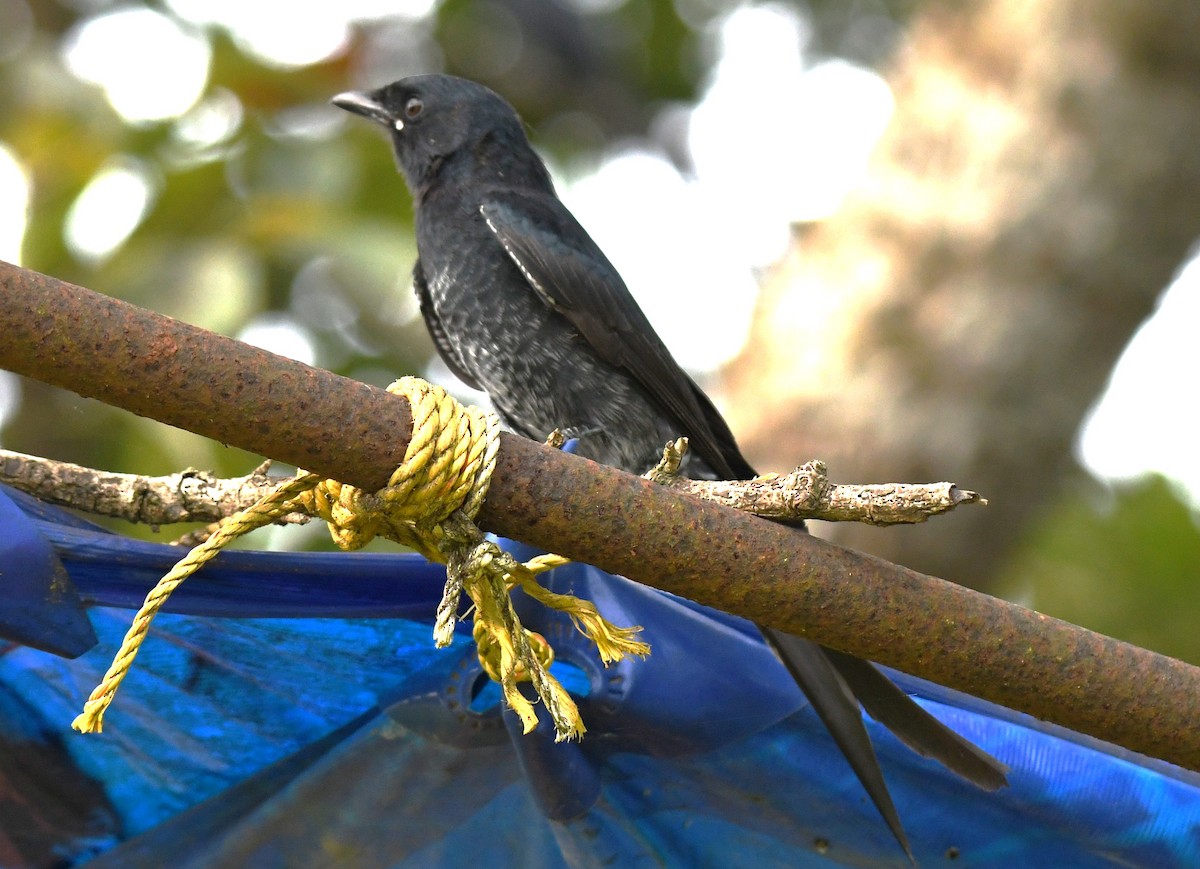 Black Drongo - ML643486782