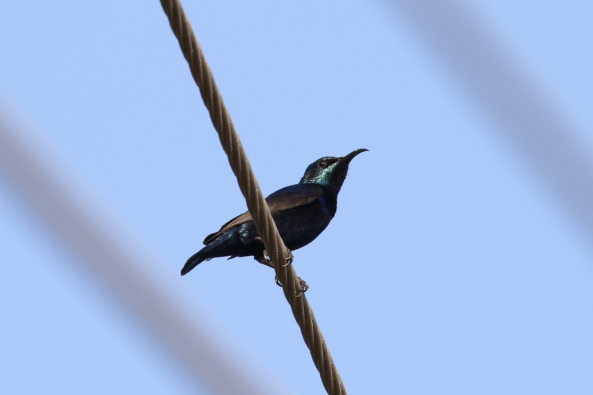 Purple Sunbird - ML643486785