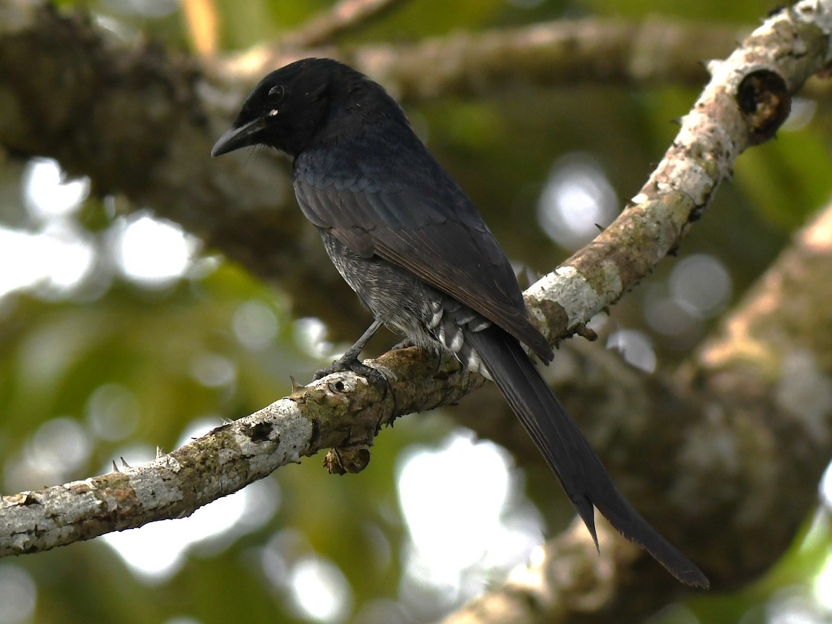 Königsdrongo - ML643486795